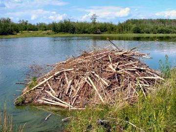 beaver-dam