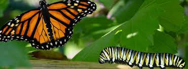 Butterfly-Transformation