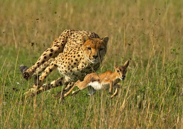 Cheetah_3