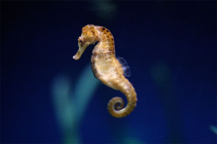 seahorse
