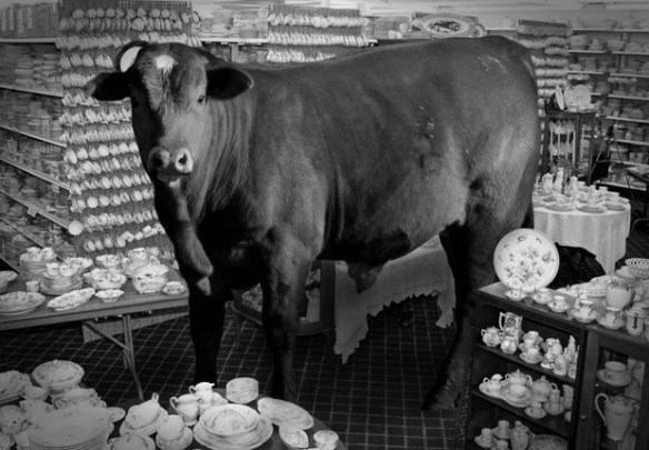 bull-china-shop