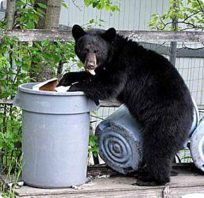 bear_in_trash